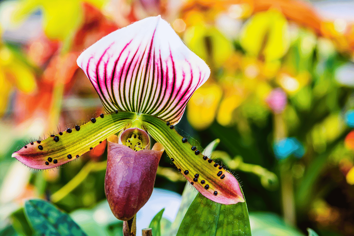 Paphiopedilum (lady's slipper orchid).png